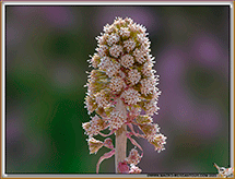PETASITES